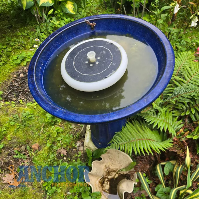 Anchor Pest Control Picture 6