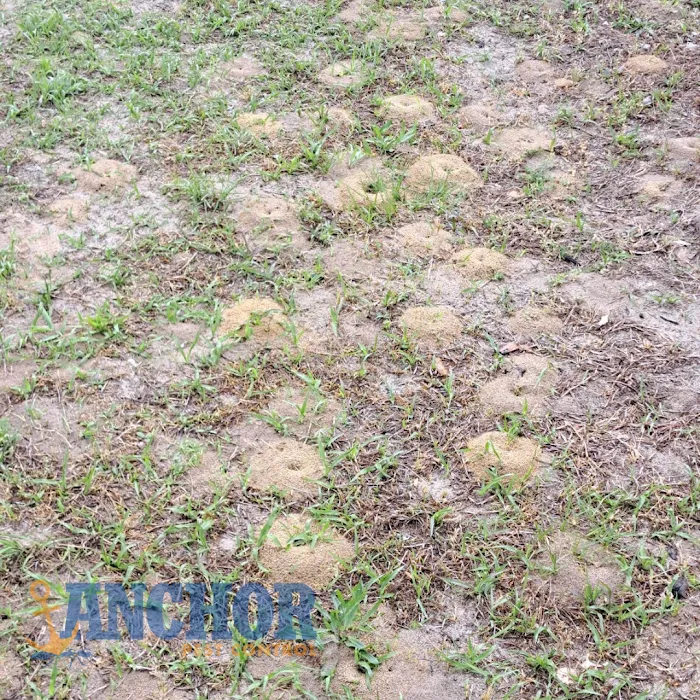 Anchor Pest Control Picture 9