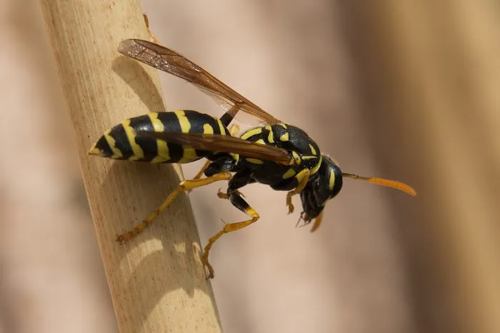 Bergen Pest Management Picture 2