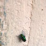 Bergen Pest Management