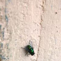 Bergen Pest Management ico