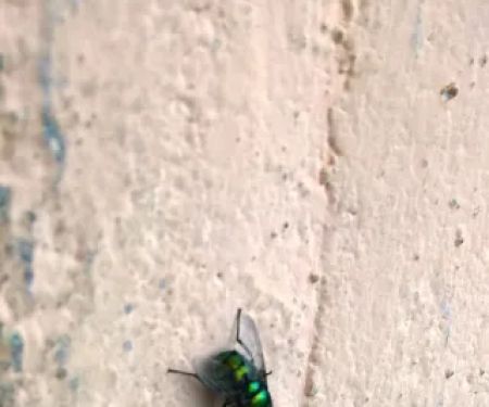 Bergen Pest Management