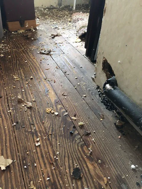 All Natural Pest Control Solutions Picture 10