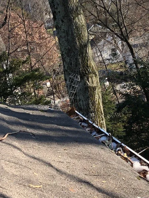 All Natural Pest Control Solutions Picture 3