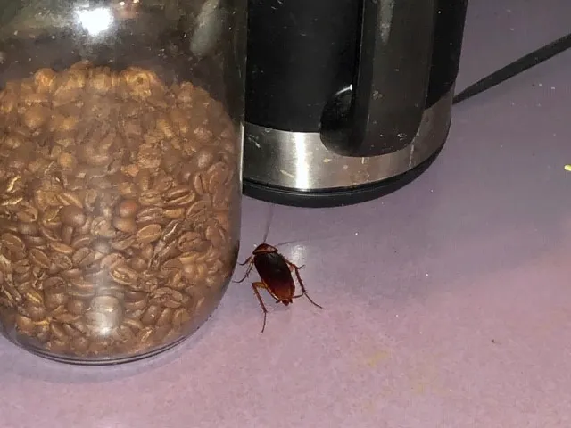 All Natural Pest Control Solutions Picture 5