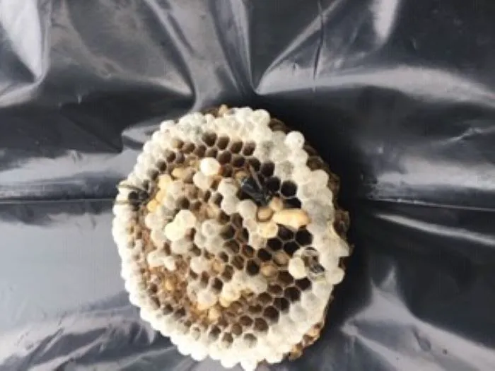 All Natural Pest Control Solutions Picture 2