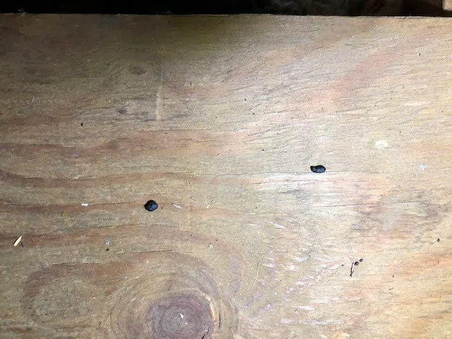 All Natural Pest Control Solutions Picture 1