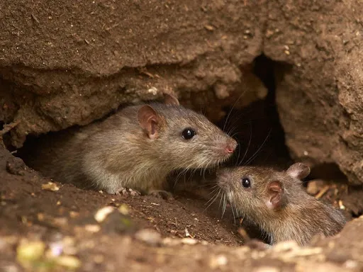 All Natural Pest Control Solutions Picture 9