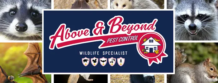 Above and Beyond Pest Control Picture 6