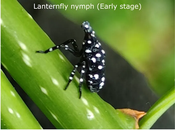 Inspect Pest Control Picture 1