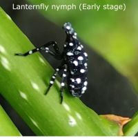 Inspect Pest Control ico