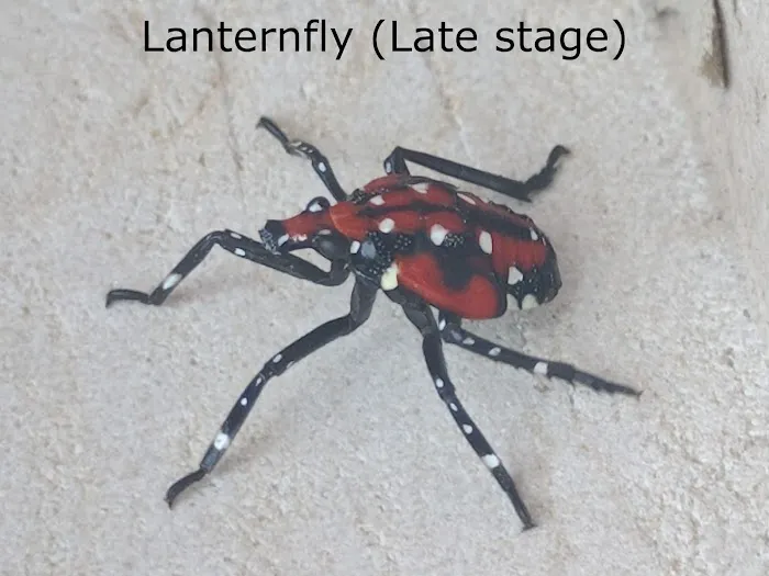 Inspect Pest Control Picture 2