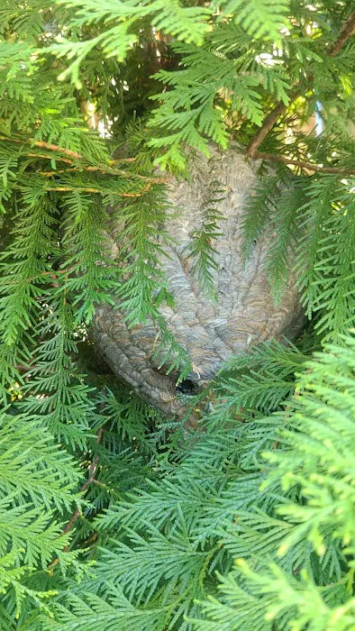 Inspect Pest Control Picture 3