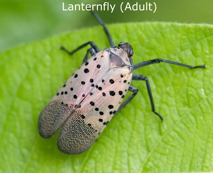 Inspect Pest Control Picture 8