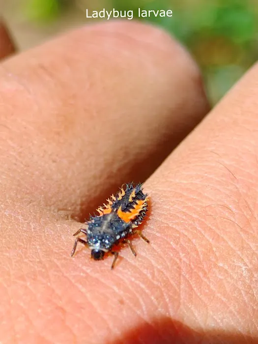 Inspect Pest Control Picture 5