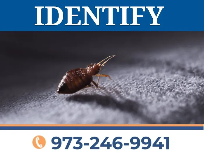 Act Pest Control Picture 5