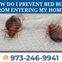 Act Pest Control ico