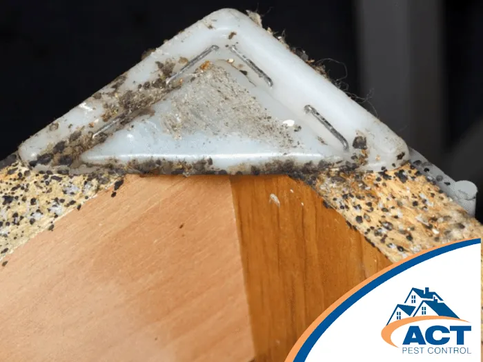 Act Pest Control Picture 9