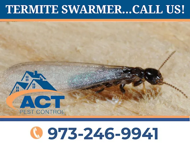 Act Pest Control Picture 4
