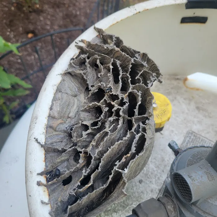 Wrigley's BusyBee Termite & Pest Control Picture 5