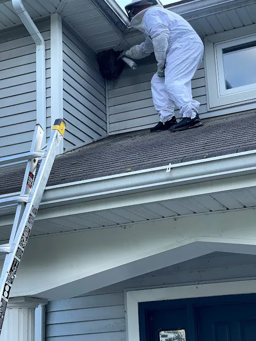 Reliable pest and animal control Picture 4