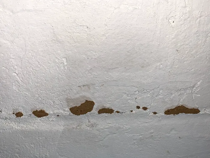 Reliable pest and animal control Picture 1