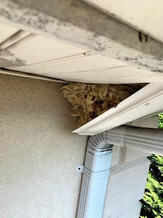 Reliable pest and animal control Picture 7