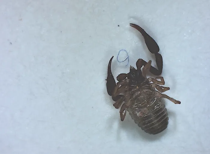 Get'm Pest Control Exterminator Paterson Picture 8