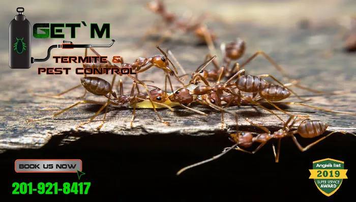 Get'm Pest Control Exterminator Paterson Picture 2