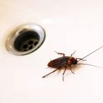 Get'm Pest Control Exterminator Paterson