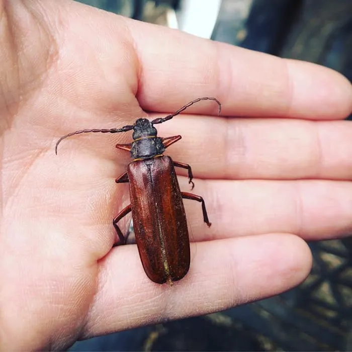 Get'm Pest Control Exterminator Paterson Picture 7