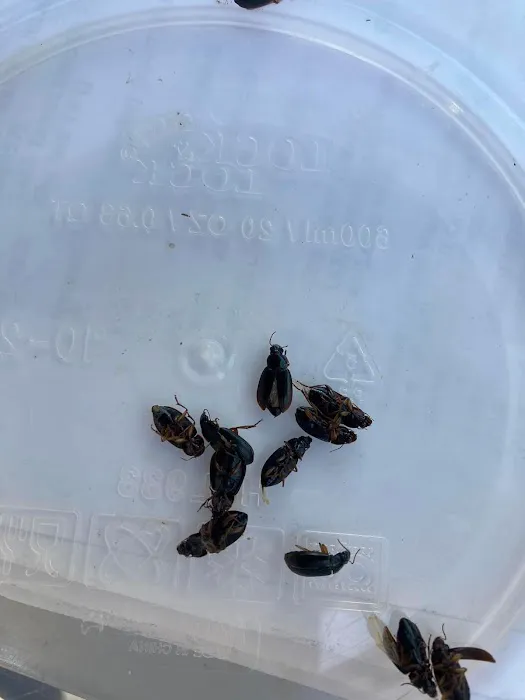 Get'm Pest Control Exterminator Paterson Picture 6