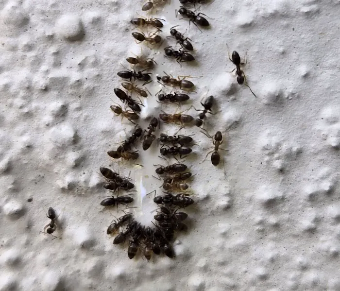 New Day Pest Control Picture 10