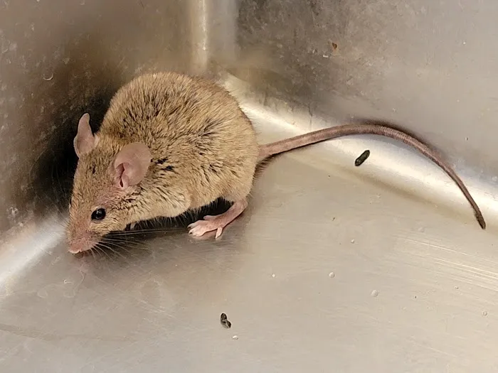 New Day Pest Control Picture 5