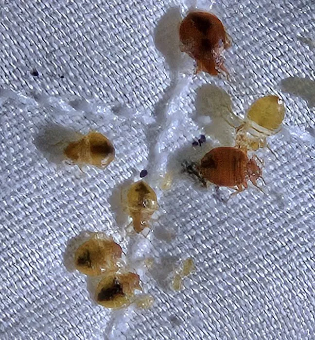 New Day Pest Control Picture 3