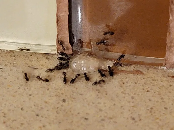 New Day Pest Control Picture 1