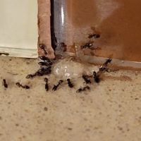 New Day Pest Control ico