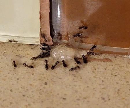 New Day Pest Control