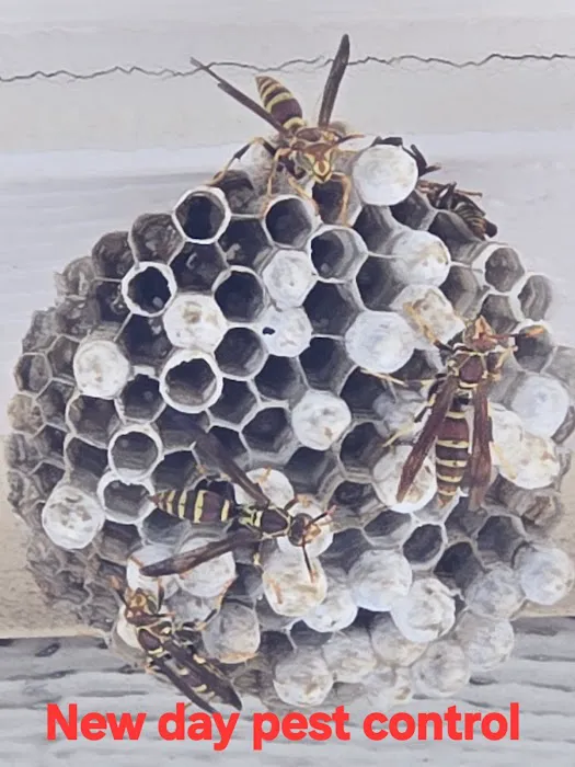 New Day Pest Control Picture 2