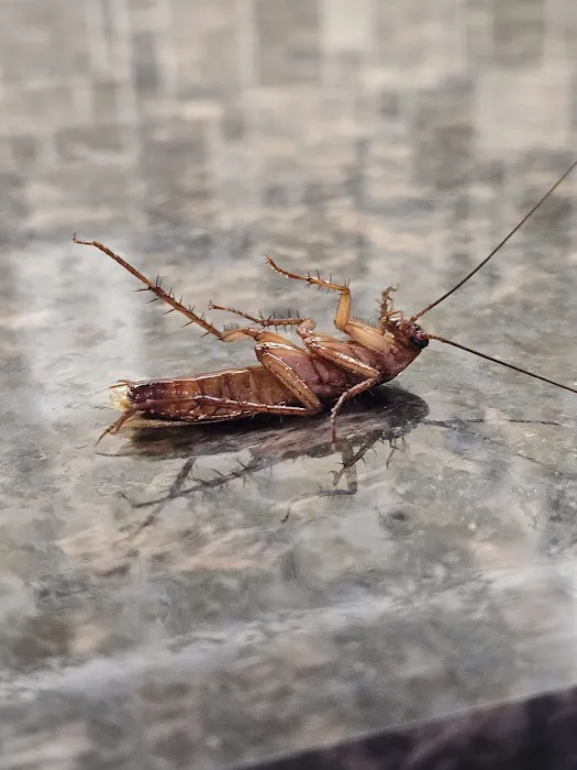 New Day Pest Control Picture 4