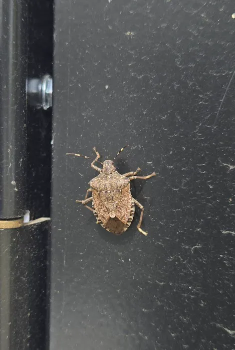 New Day Pest Control Picture 8