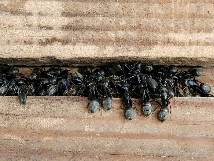 New Day Pest Control Picture 7