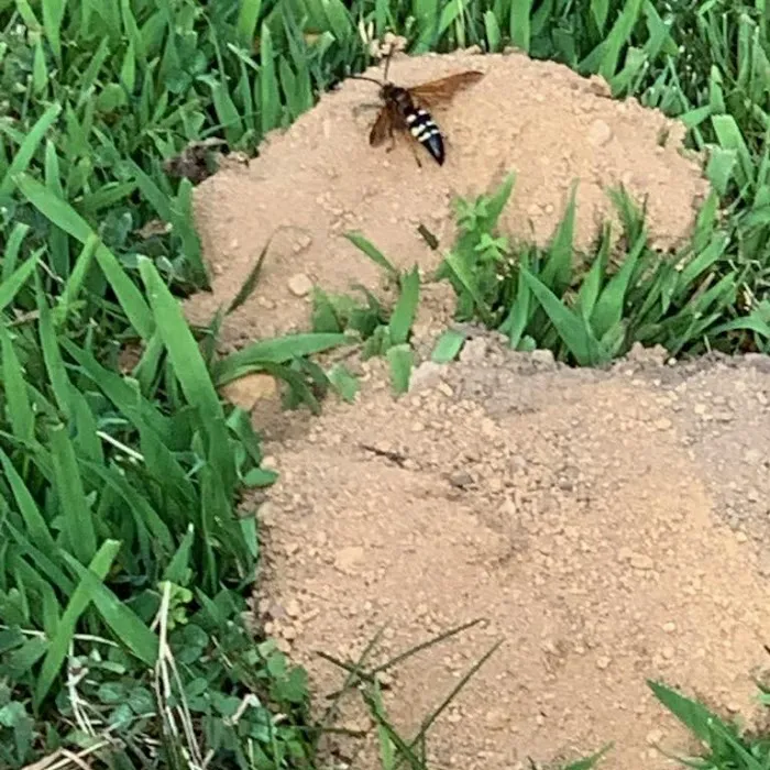 Reliable Termite Pest and Animal Control LLc Picture 4