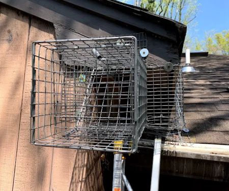 Reliable Termite Pest and Animal Control LLc