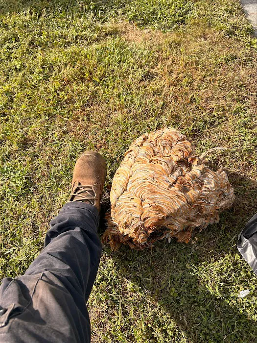 Clearview Pest Solutions inc. Picture 7