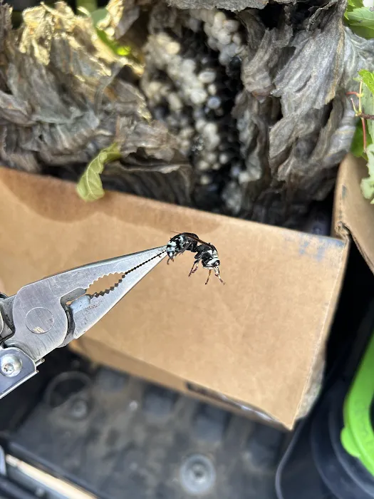 Clearview Pest Solutions inc. Picture 8