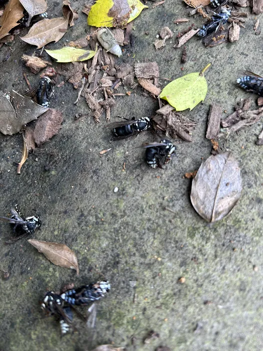 Clearview Pest Solutions inc. Picture 5