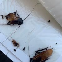 Get'm Pest Control & Exterminator in NJ ico