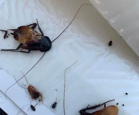 Get'm Pest Control & Exterminator in NJ