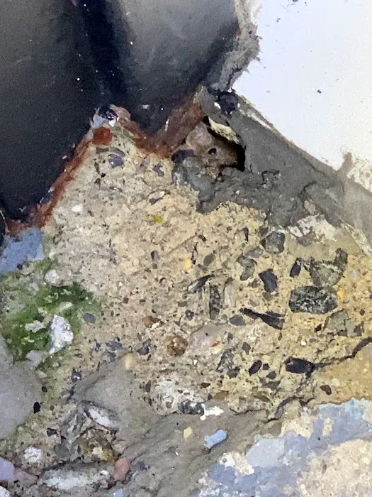 Get'm Pest Control & Exterminator in NJ Picture 7